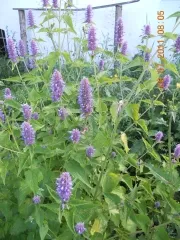 Anis-Agastache, Bio