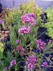 Argentinisches Eisenkraut, Bio