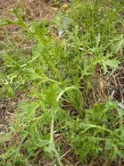 Asiasalat 'Golden Frills', Bio