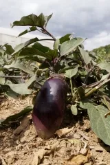 Benary's Blaukönigin, Bio