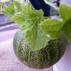 Benary's Zuckerkugel, Bio