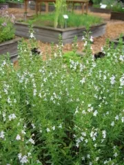 Bergbohnenkraut, Bio