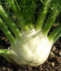 Bianco Perfezione, Bio