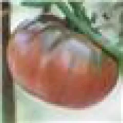 Black from Tula, Bio