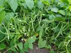 Black Valentine, Bio