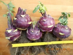 Blauer Delikatess, Bio, Mini-Pack