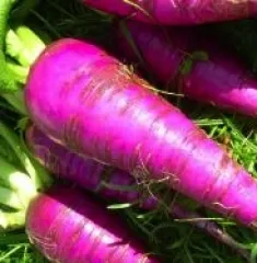 Blauer Herbst und Winter-Rettich, Bio, Mini-Pack