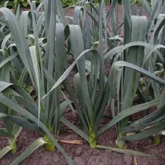 Blaugrüner Winter, Bio