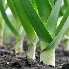 Bleu de Solaise, Bio