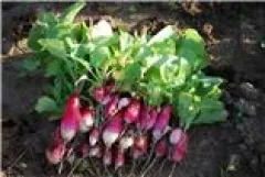 Blitzradies, Bio, Mini-Pack