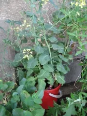 Böhmischer Strunk, Bio