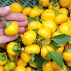 Bonbon Pfefferoni, Bio