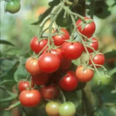 Brandywine Sherry, Bio