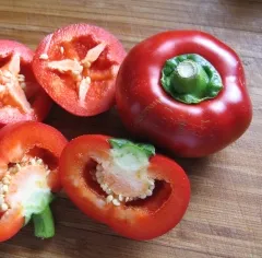 Bulgarische Kugelpaprika, Bio