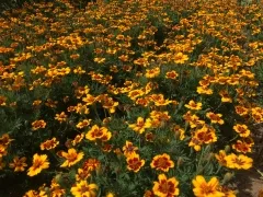 Buntblühende Tagetes Kolibri, Bio