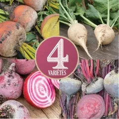 Bunter Bete - Mix, Bio