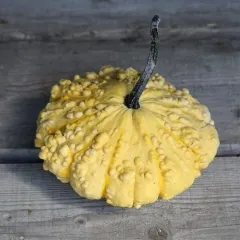 Bunter Patisson, Bio