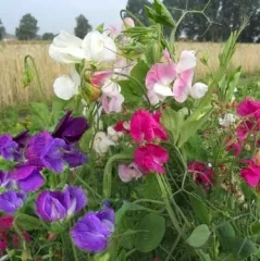 Bunter Wicken-Mix, Bio