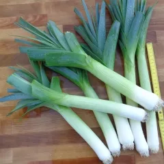 Carentan 2, Bio, Mini-Pack