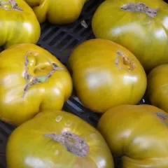 Charlie's Green, Bio