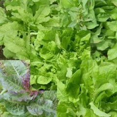 Chinesische Spargelsalat-Mischung, Bio