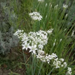 Chinesischer Schnittlauch, Bio
