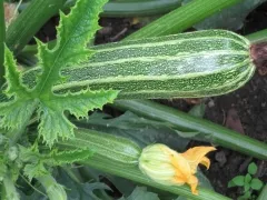 Cocozelle von Tripolis, Bio