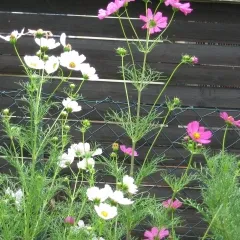 Cosmea-Mix, Bio