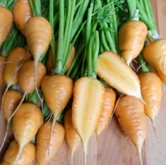 Demi-Longue de Luc, Bio