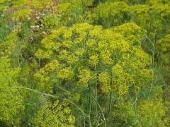 Dill, Bio, Mini-Pack