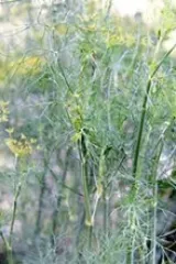 Dill 'Gumpenstein', Bio Dill 'Gumpenstein', Bio
