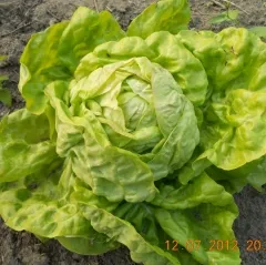 Dr. Becker Nr. 39, Bio, Mini-Pack Dr. Becker Nr. 39, Bio, Mini-Pack