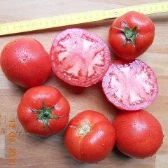 Dr. Becker Nr. 76 b, Bio