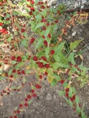 Echter Erdbeerspinat, Bio