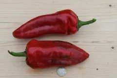 Elli von Grammer, Bio