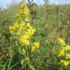 Europäische Goldrute, Bio