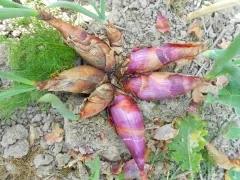 Florentiner Rose, Bio