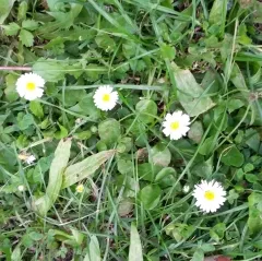 Gänseblümchen, Bio