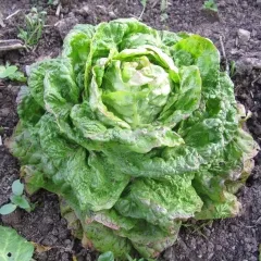 Gaindorfer Winter, Bio