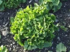 Géante Maraichère, Bio