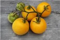 Gelbe Pfirsichtomate