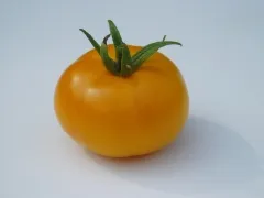 Gelbe Sankt Vinzenz, Bio