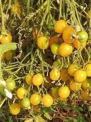 Gelbe Wildtomate, Bio