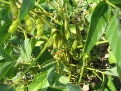 Gelbkernige Sojabohne, Bio