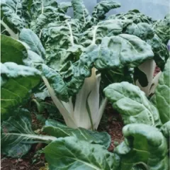 Genfer Krautstiel, Bio