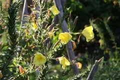 Gewöhnliche Nachtkerze, Bio