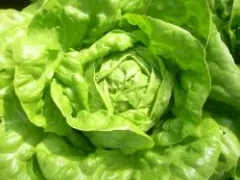 Gloire de Nantes, Bio