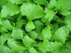 Grün im Schnee, Bio