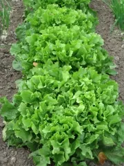 Grüner Escariol, Bio, Mini-Pack