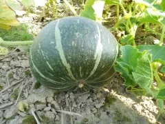 Grüner Hokkaido, Bio